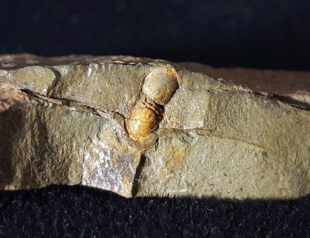 Geragnostus occitanus HOWELL 1935 - Bild &copy; FossNet FossilienStore